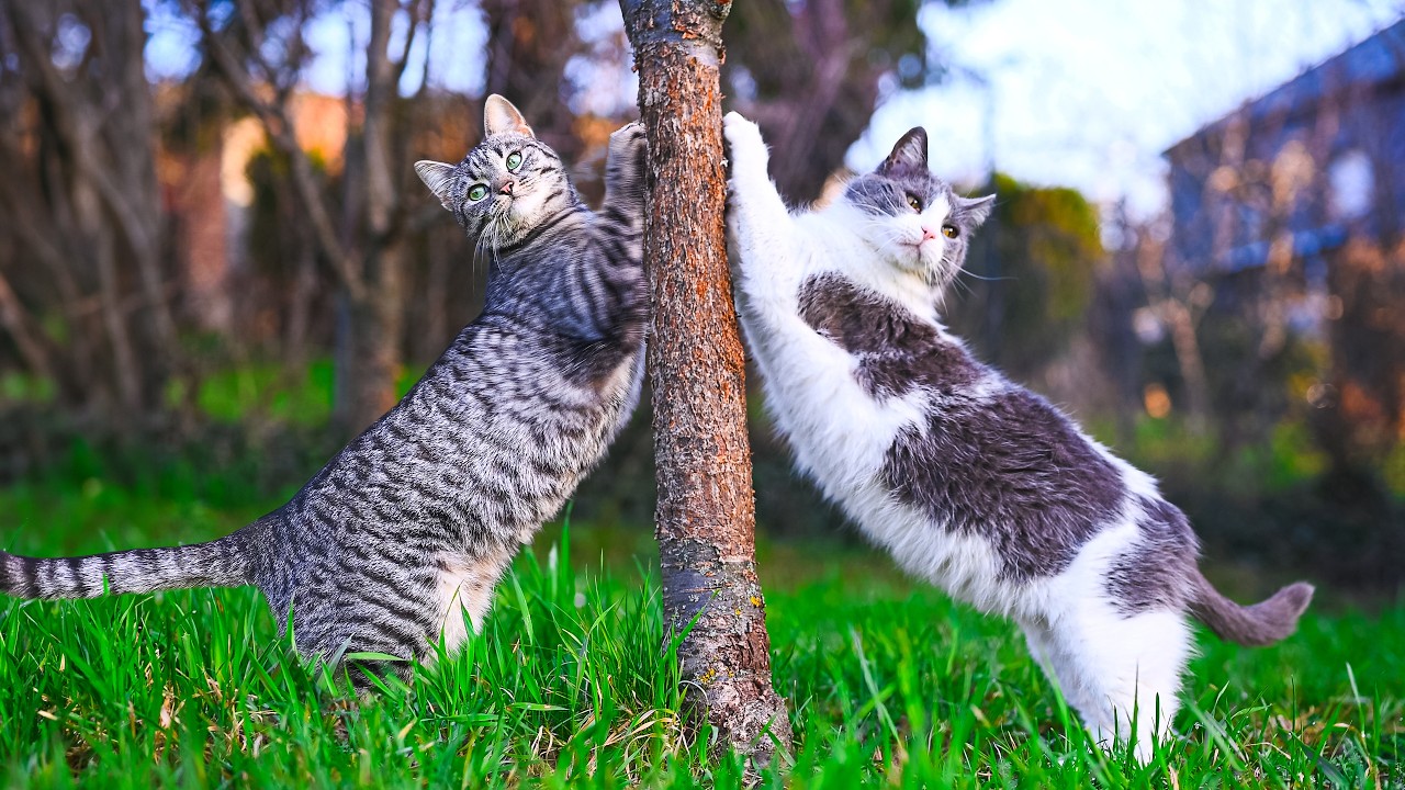 The Battle for the Cat &ldquo;Nail Salon&rdquo; 😹 No AI, No Music