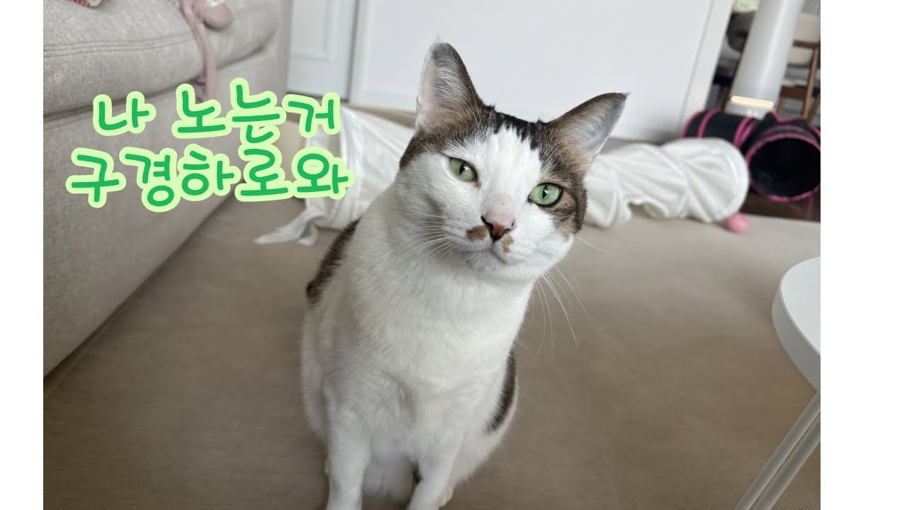 고양이 놀아주기