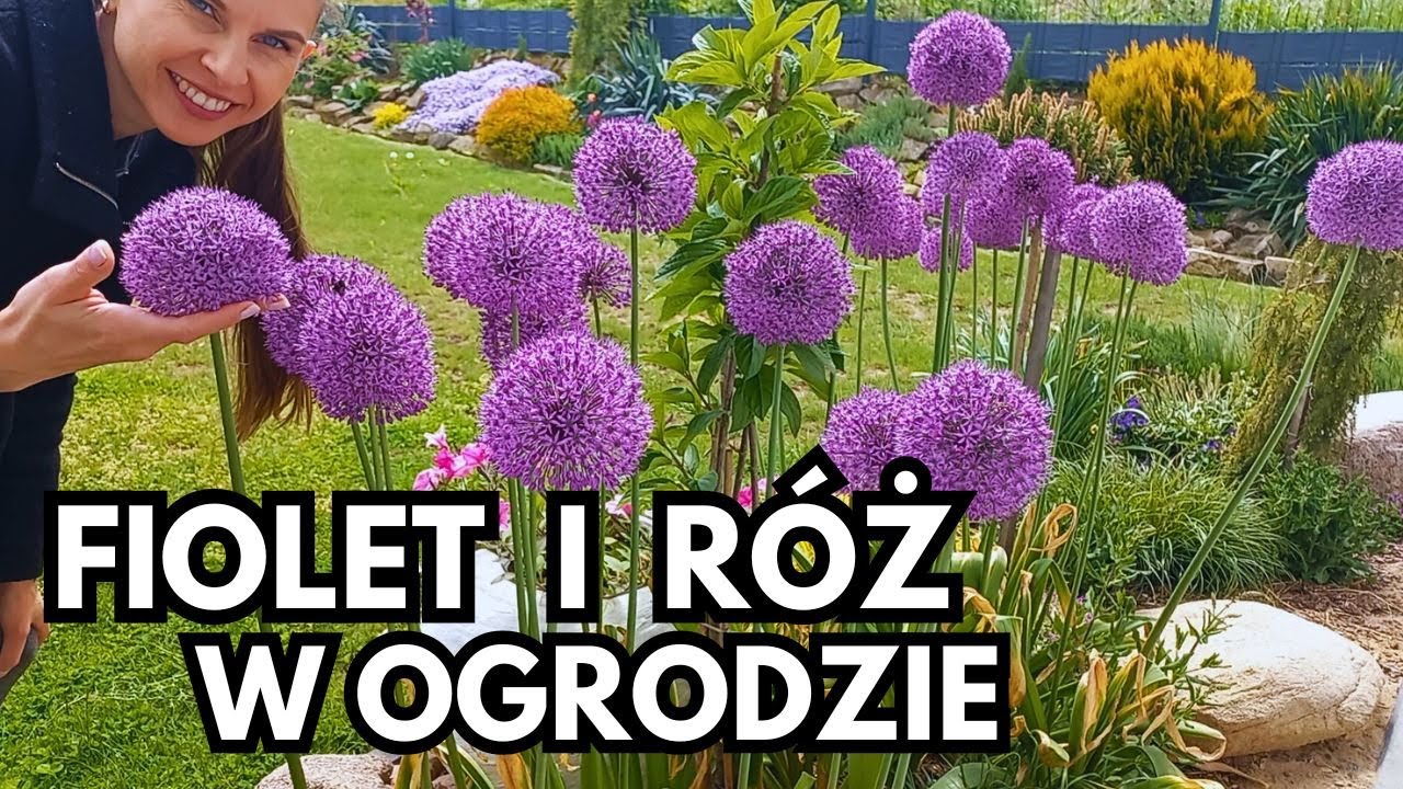 Majowy ogród w odcieniach fioletu i różu