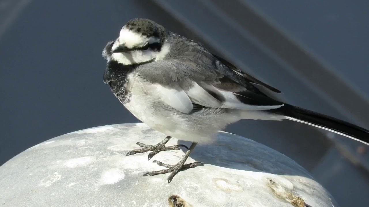 食後に一生懸命お話してくれるハクセキレイ🌟Happy talking Japanese White Wagtail