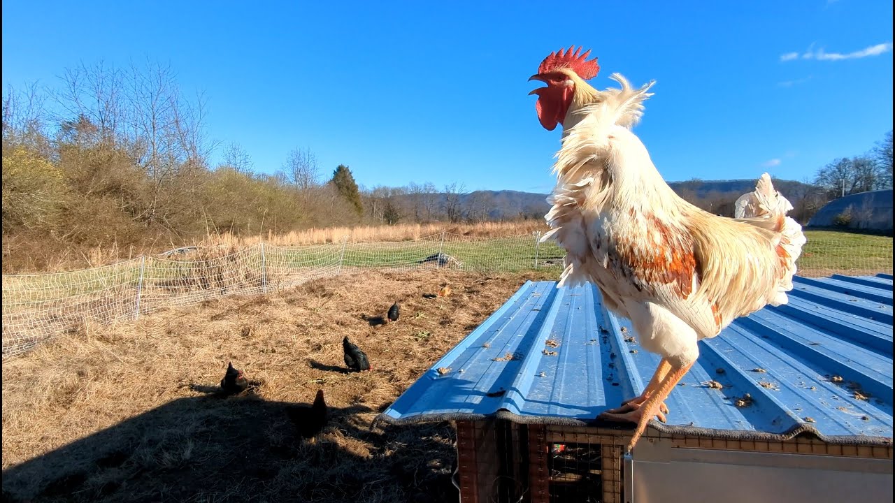 Field Cleared, Chickens Steered... All in a day's work!