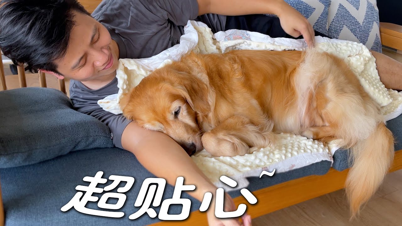 原以为所有金毛都贴心，直到我养了这只...