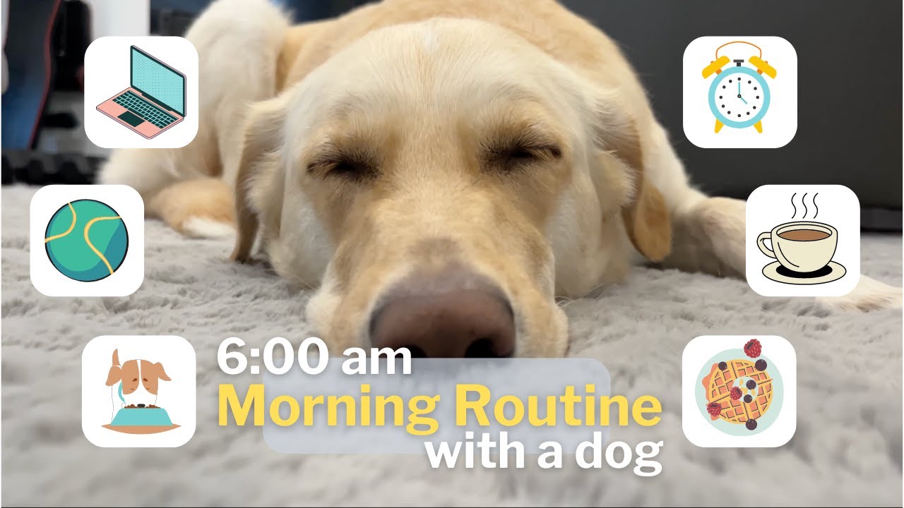 My 6am Morning Routine with a Dog | Golden Retriever Mix