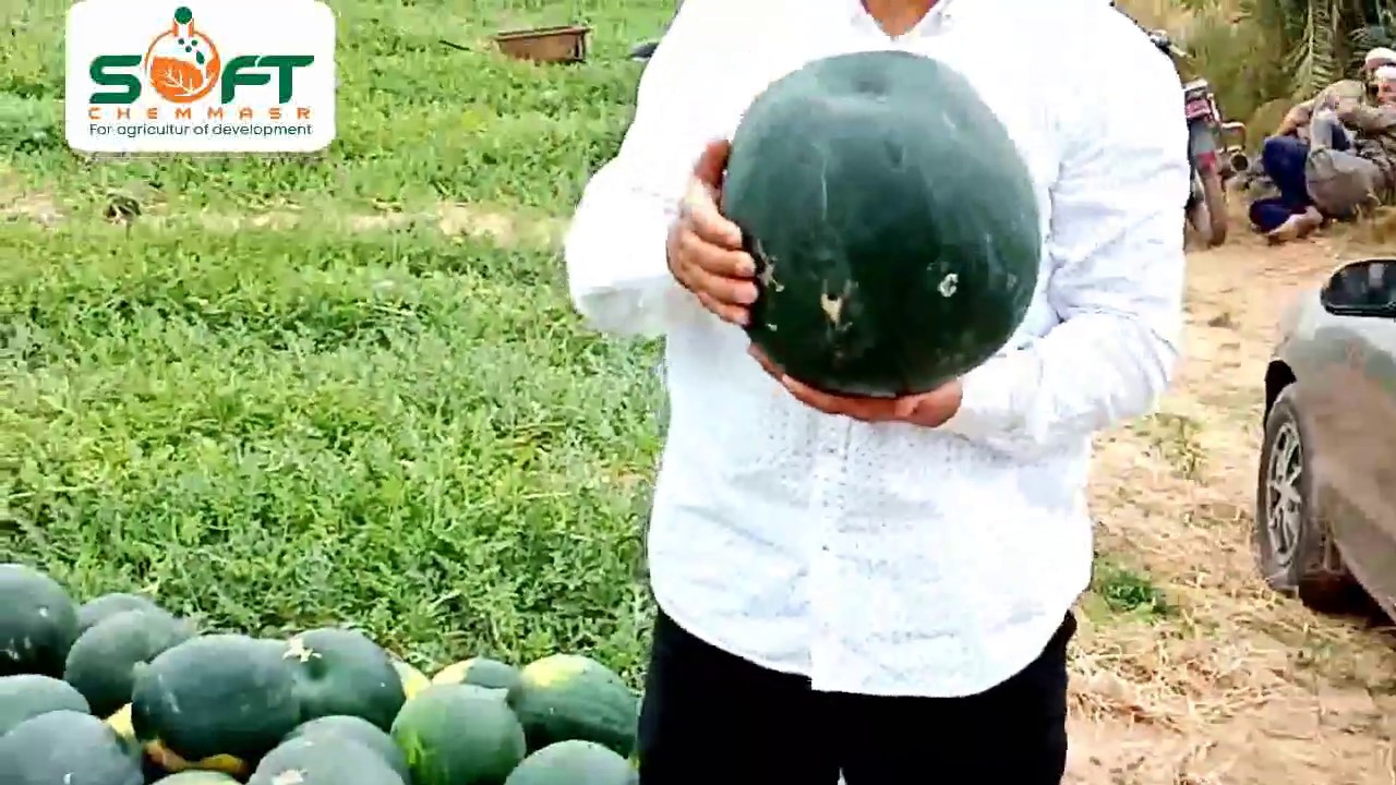 نتايج البرنامج #م_رضا_توفيــق_ابوحمزه# البطيخ + الحبحب + الرقي #