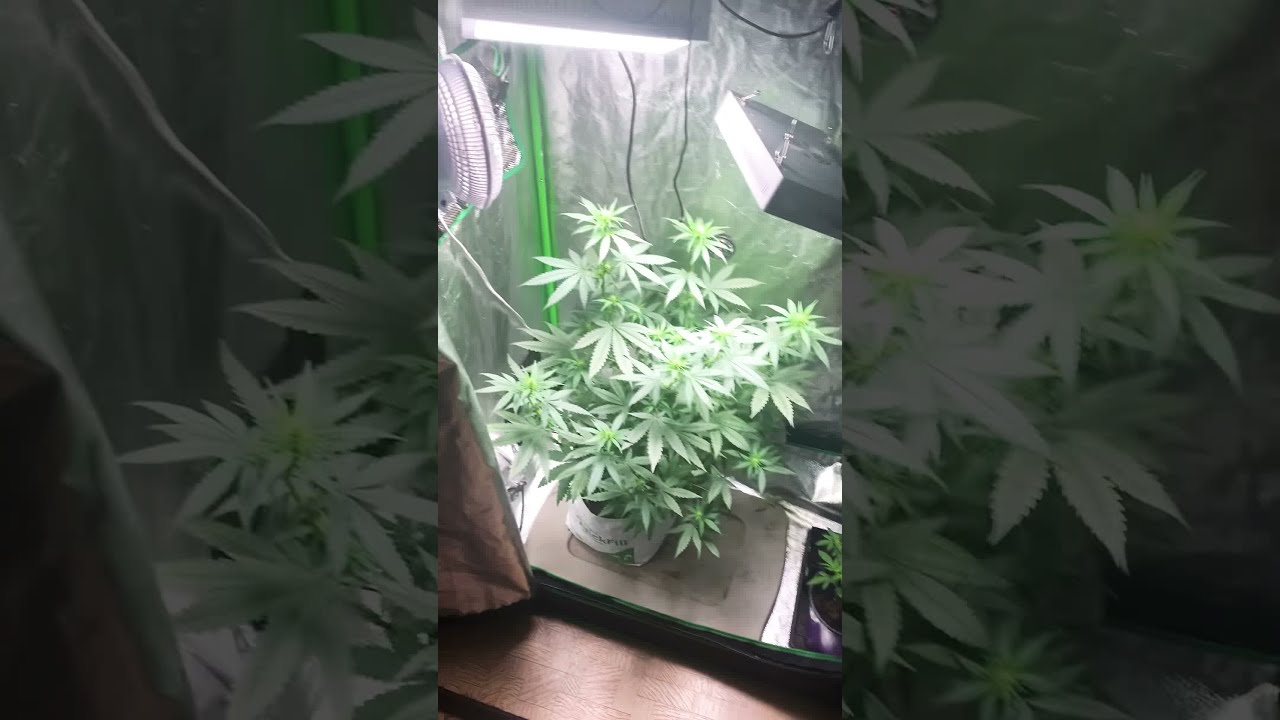 Purple kush