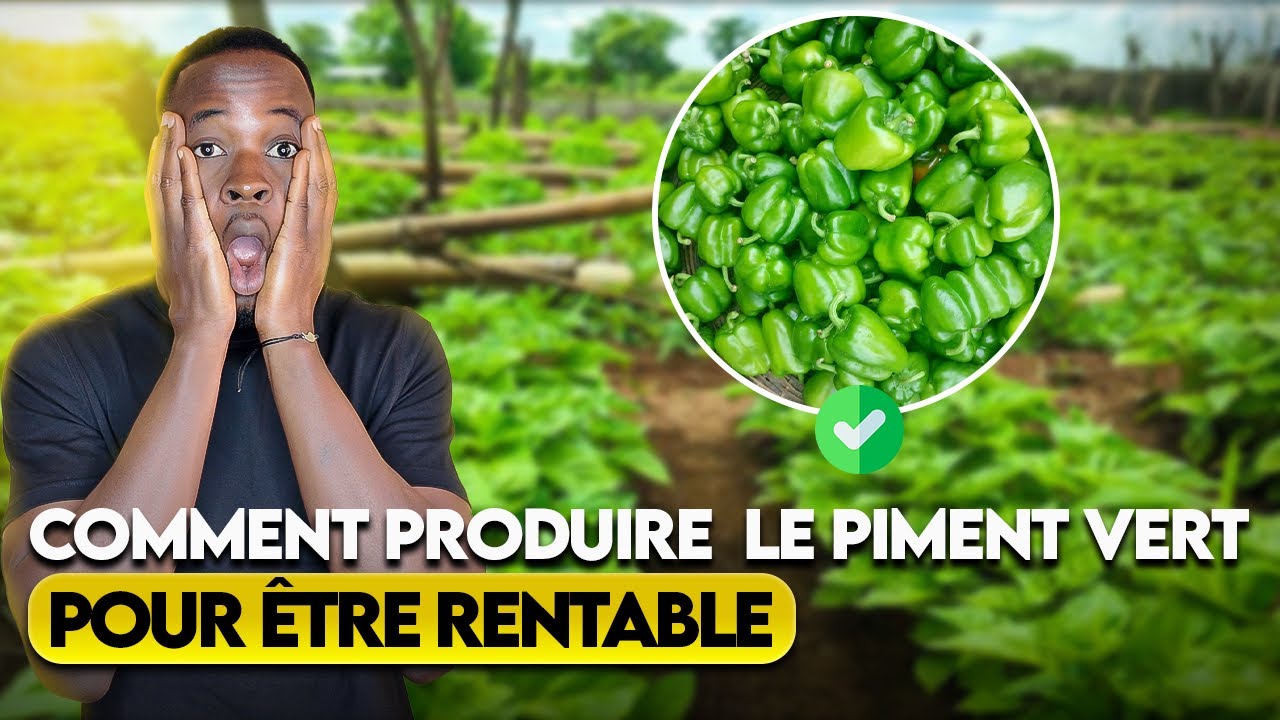 Comment Produire le piment vert pour être rentable