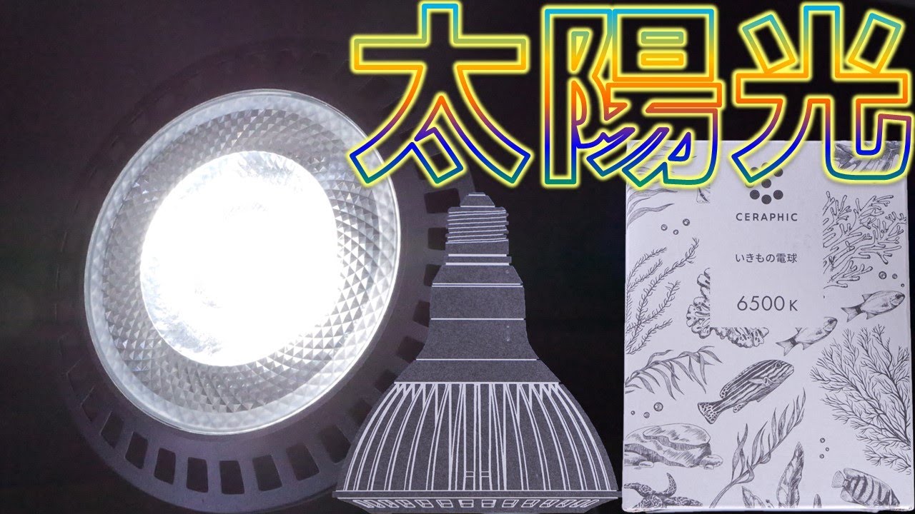 【LED照明】紫LEDで完璧なスペックだが、新たな問題が生じる。京セラ CERAPHICいきもの電球【ふぶきテトラ】