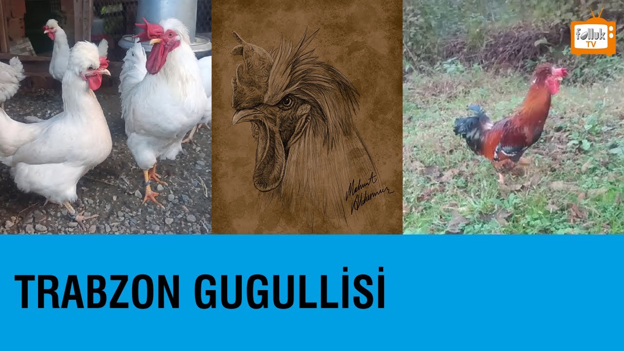 Trabzon Gugullisi