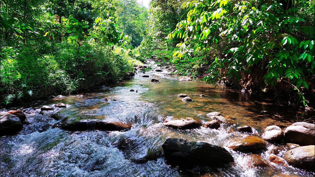 Drift Into Deep Sleep with Relaxing Water Sounds from Beautiful Clear Stream Flowing in The Forest