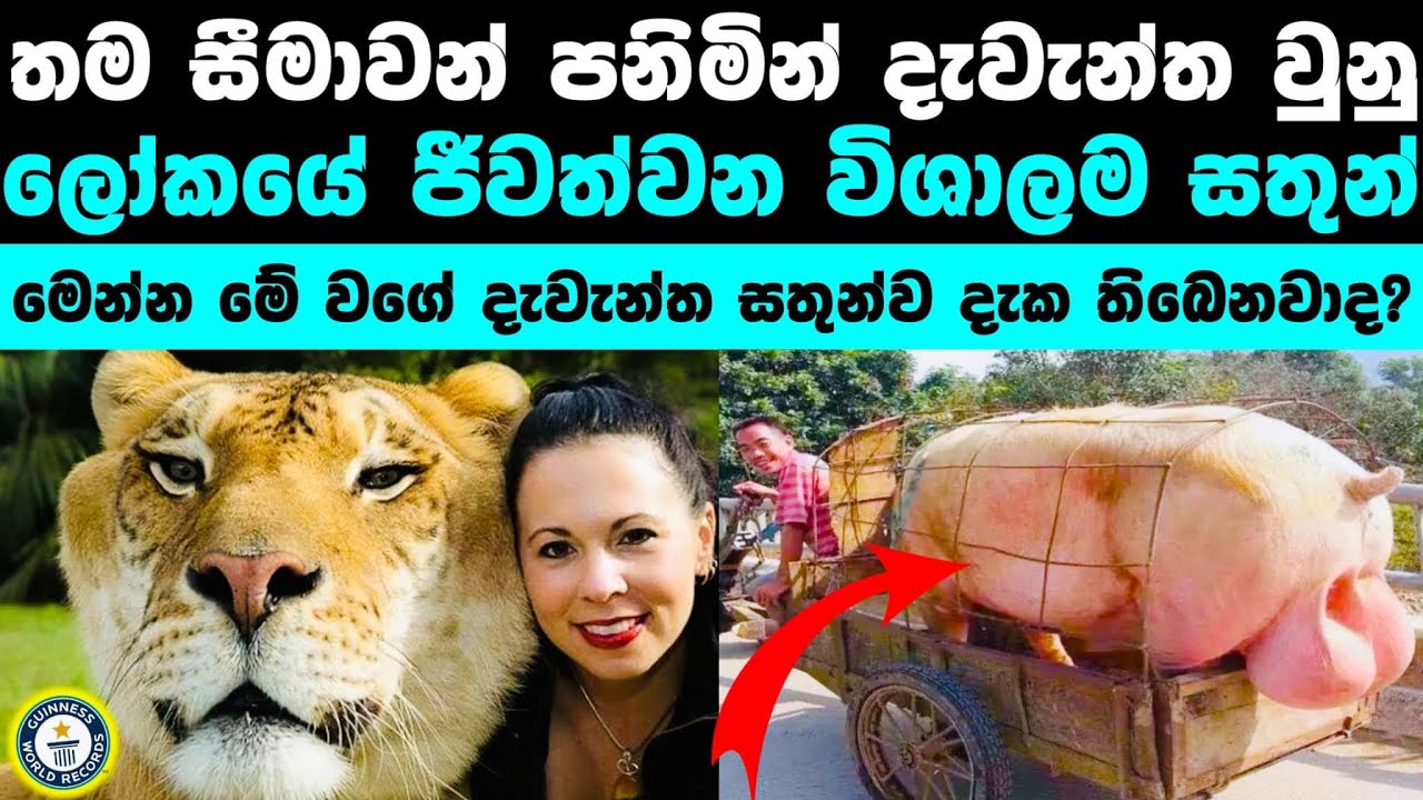 ලෝකයේ ජීවත්වන දැවැන්තම සතුන් 20ක් | TOP 20 Biggest Animals In The World