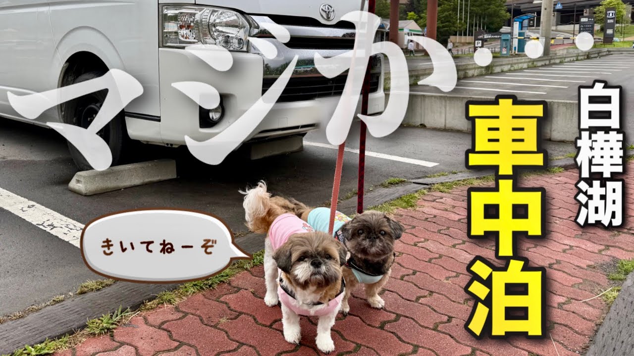 【長野犬連れ車中泊旅】下調べって大切だよね😅でも最高に楽しめた蓼科から標高1450m！白樺高原車中泊