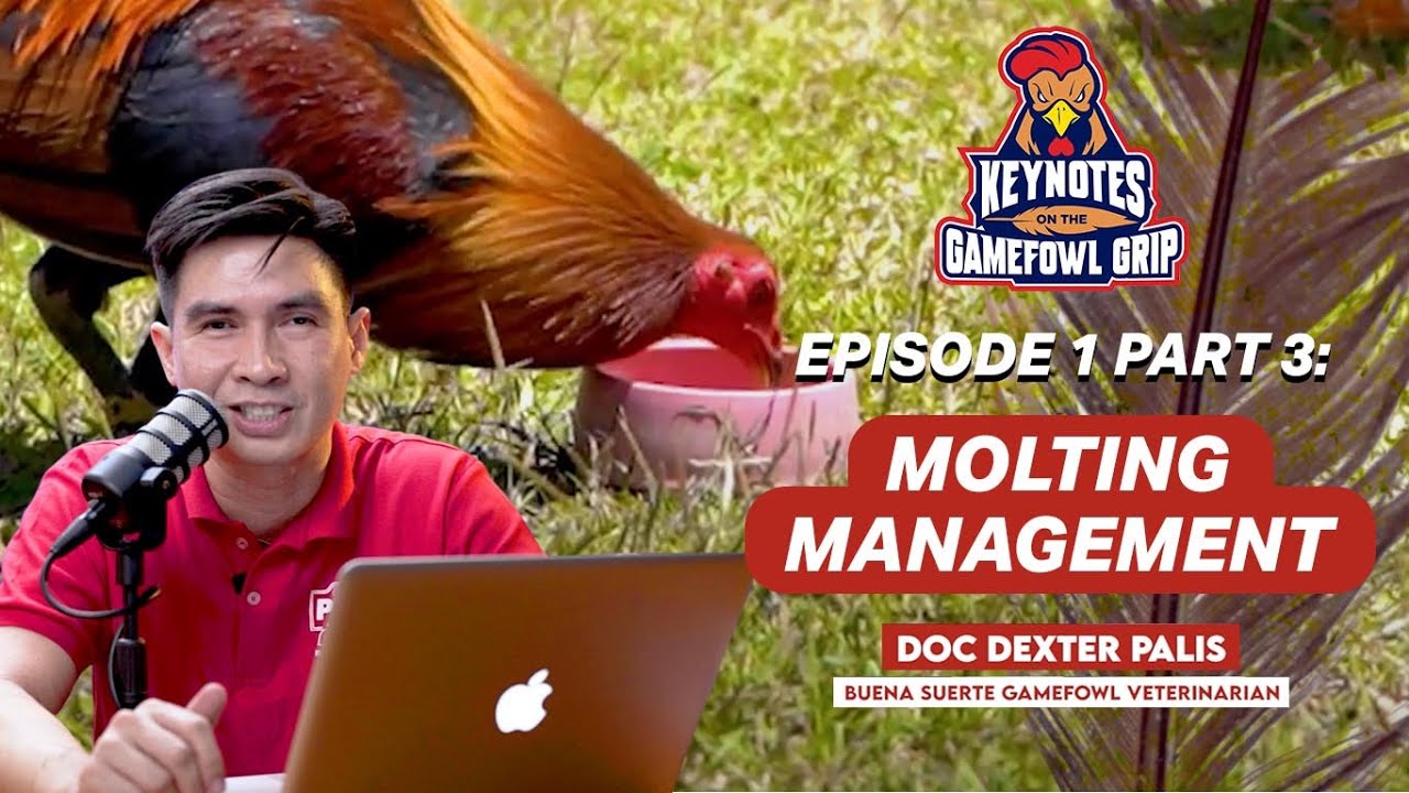 EPISODE 1 PART 3: Molting Management | Keynotes on the Gamefowl Grip