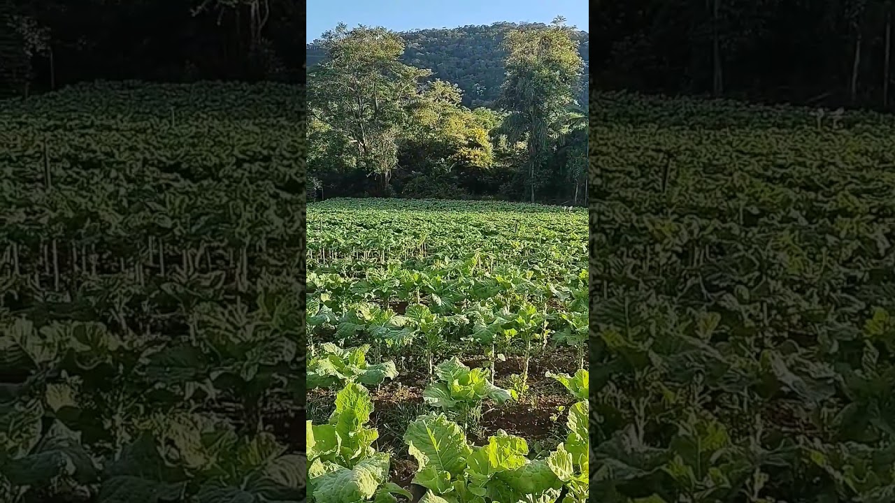 plantio de couve... córrego dos Firminos...