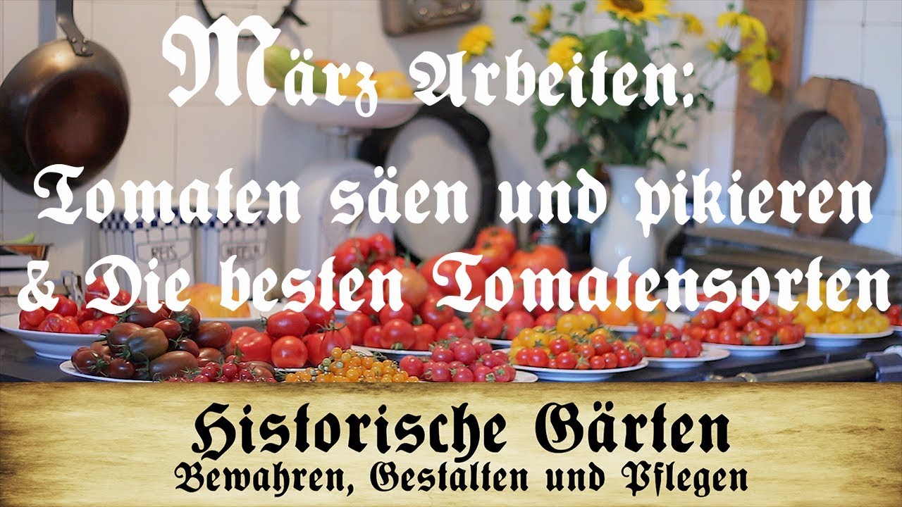 Arbeiten im März: Tomaten säen und pikieren - Die besten Tomatensorten