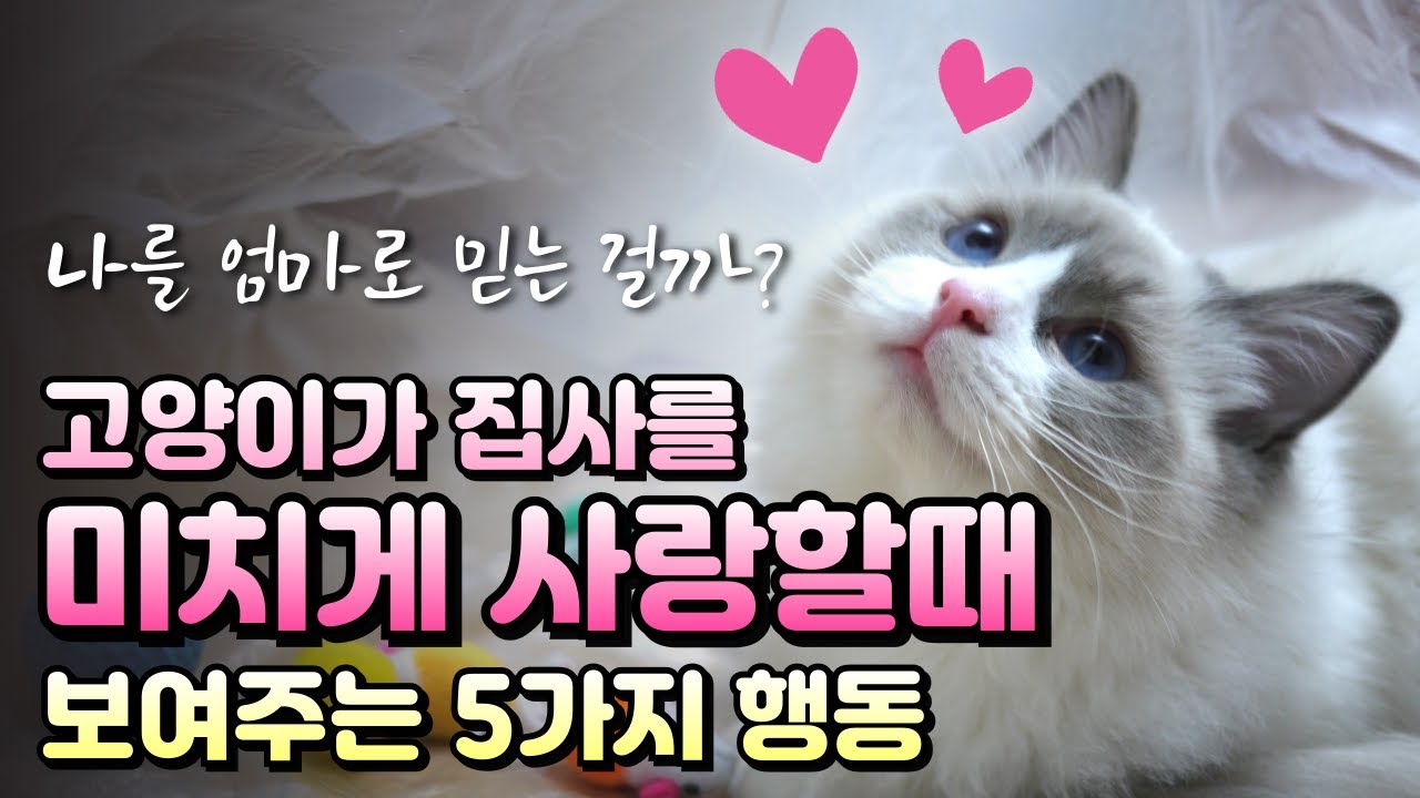 이 행동을 한다면 200%입니다. 고양이가 당신을 엄마로 여긴다는 결정적 증거