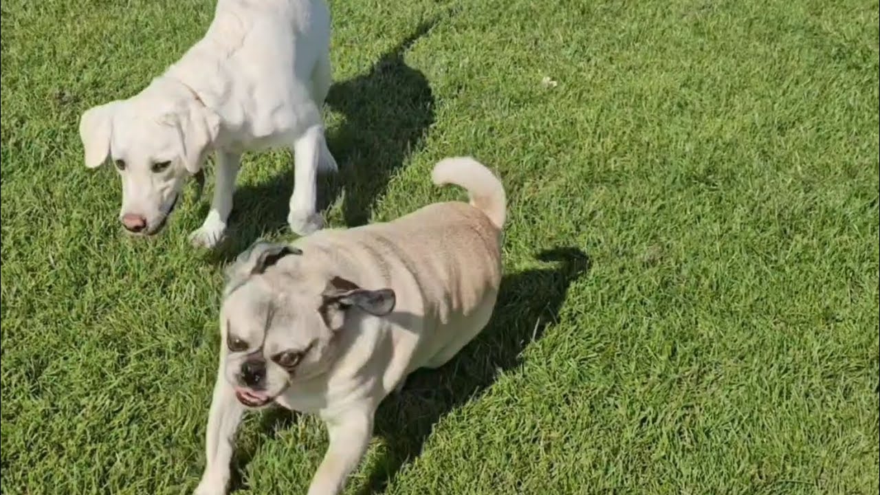 Pug Kingsley and labrador Penny having great brilliant time out on their walk 