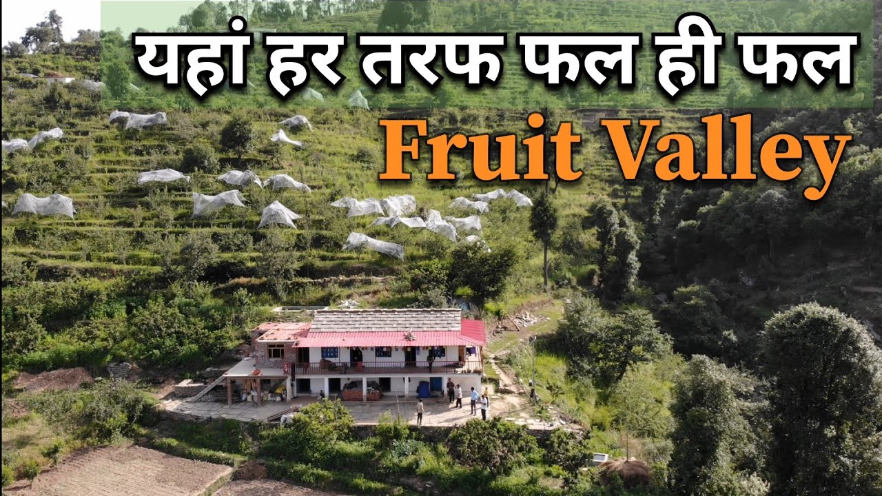 पहाड़ों की ताजगी Fruit Valley Mukteshwar | Nainital | #fruit #fruits #villagelife