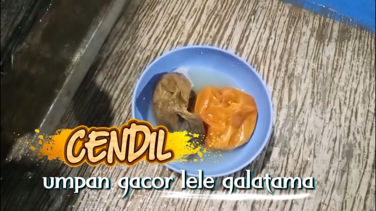 CENDIL || Эффективная наживка для ловли сома Галатама