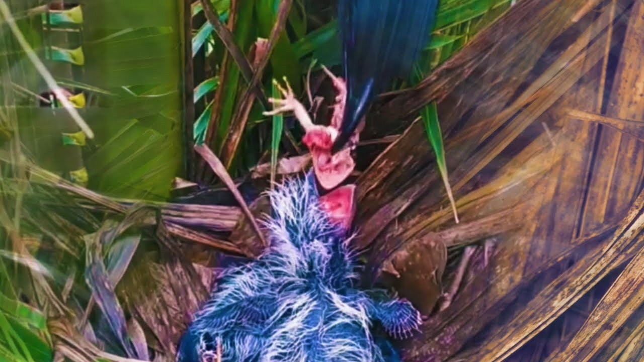 INDUK BURUNG MENAMPAR ANAKNYA SETELAH DIBERI MAKAN, ADA APA?