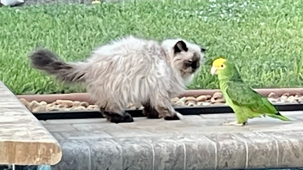 Cabana Bird