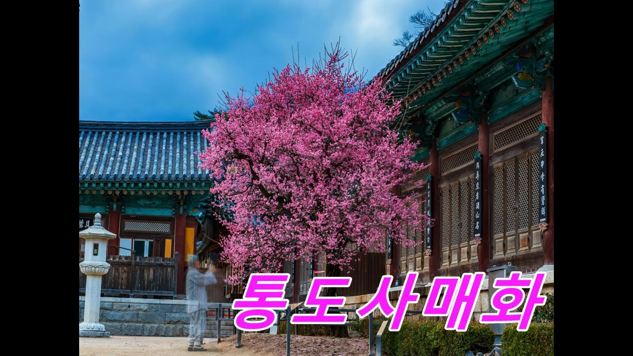 2025통도사 홍매화 눈과비오는장면 4K영상 (Tongdosa Temple, Korea Tourism Tour Jajangmae 2025 4K)
