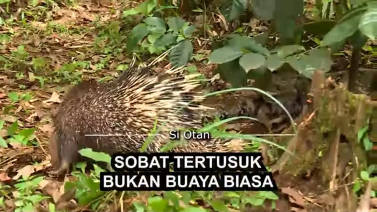 [FULL] Sobat Tertusuk Bukan Buaya Biasa | SI OTAN (07/03/22)