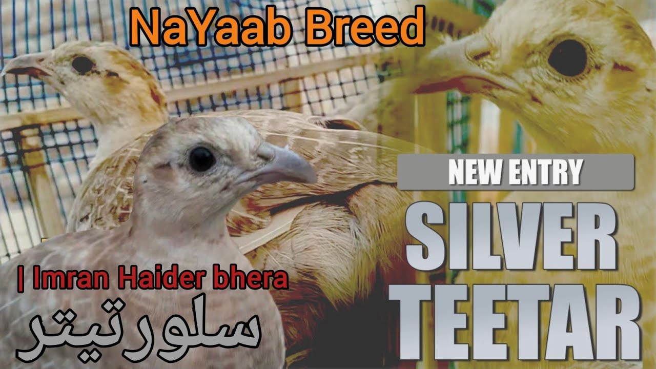 Silver teetar pair | Irsni teetar awaaz | Irani teetar pair #birds #animals 