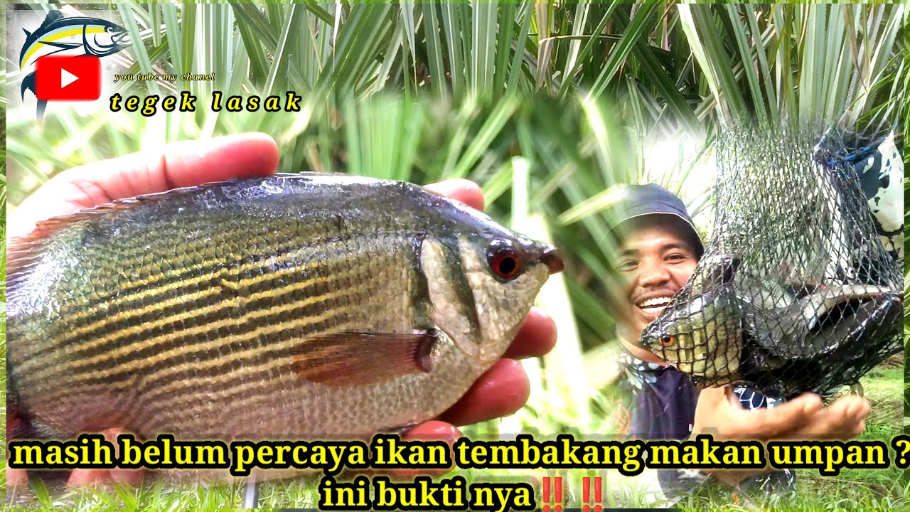 Ini lh pembuktian nya‼️ bahwa ikan tembakang memang mau makan umpan‼️‼️