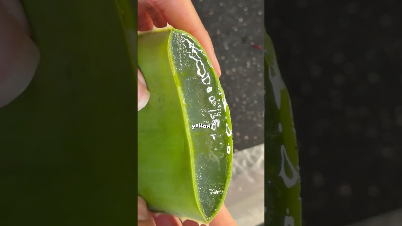 Juicing with Aloe Vera 🌵#shorts