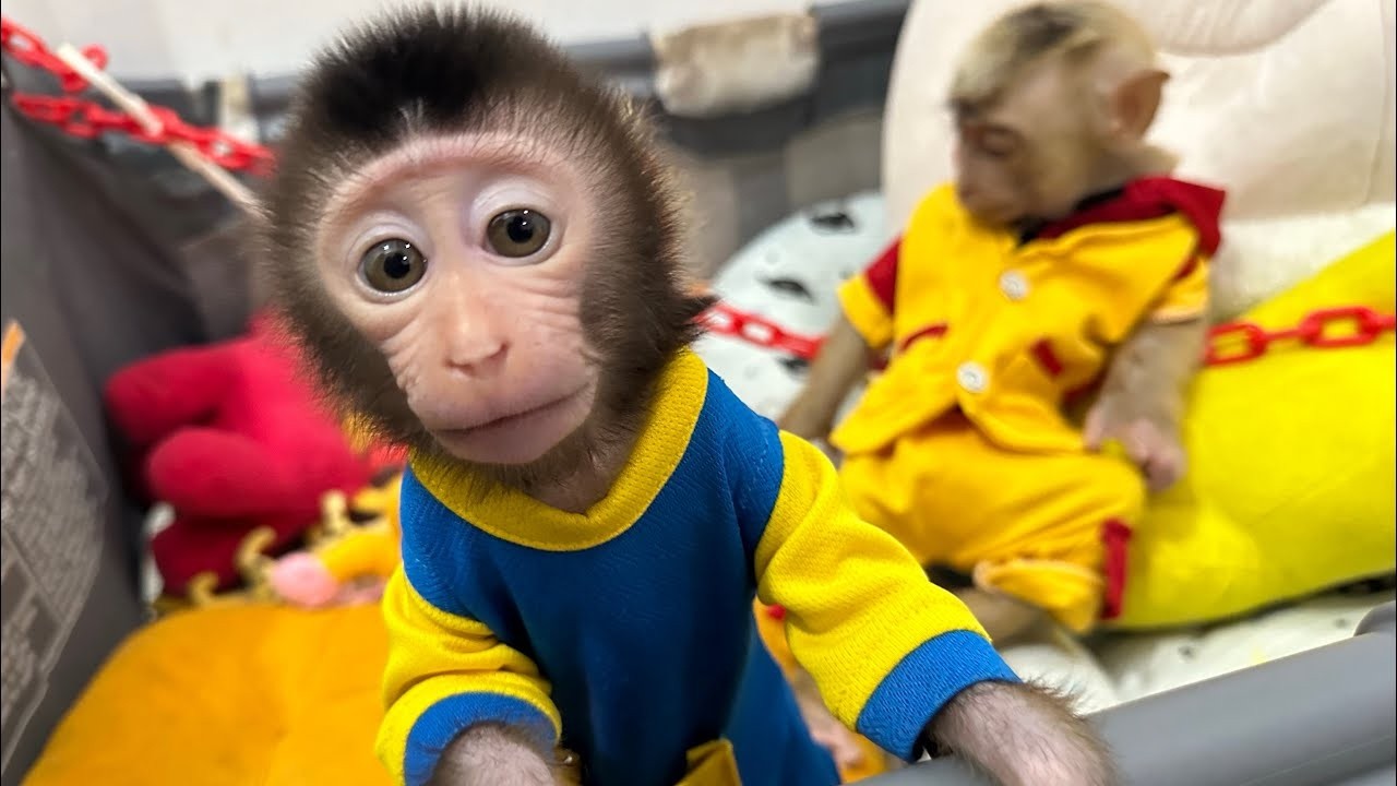 Baby Monkey Dino patiently waits for mom to peel the mango for him and alpha
