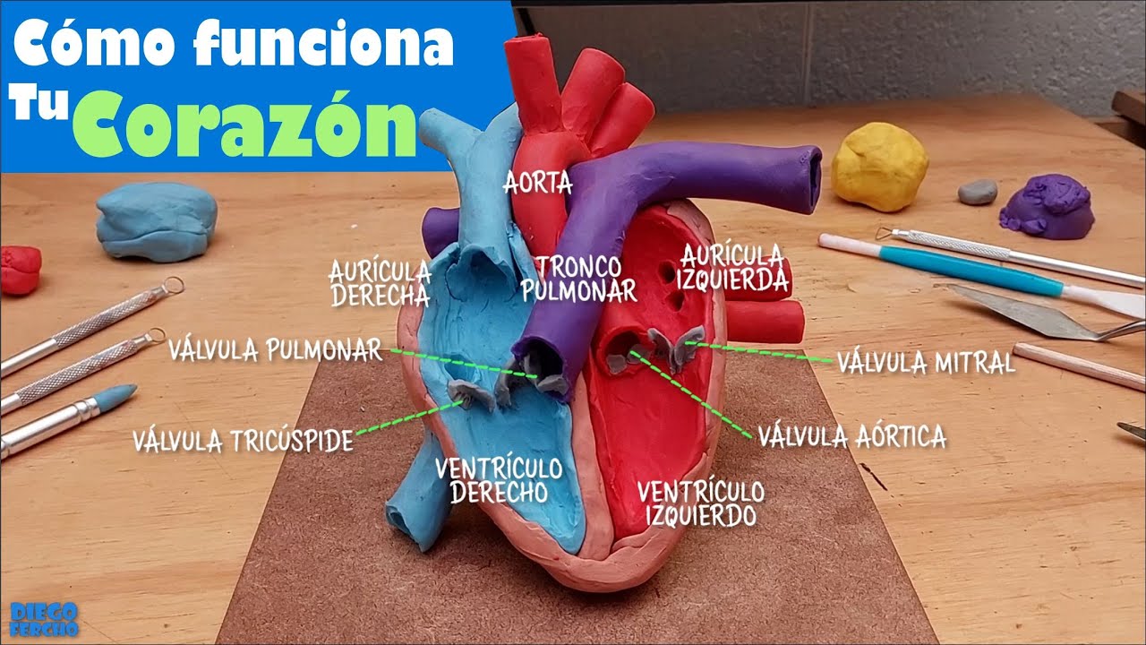 🫀 Aprende a hacer el Corazon Humano y sus partes en plastilina 🫀