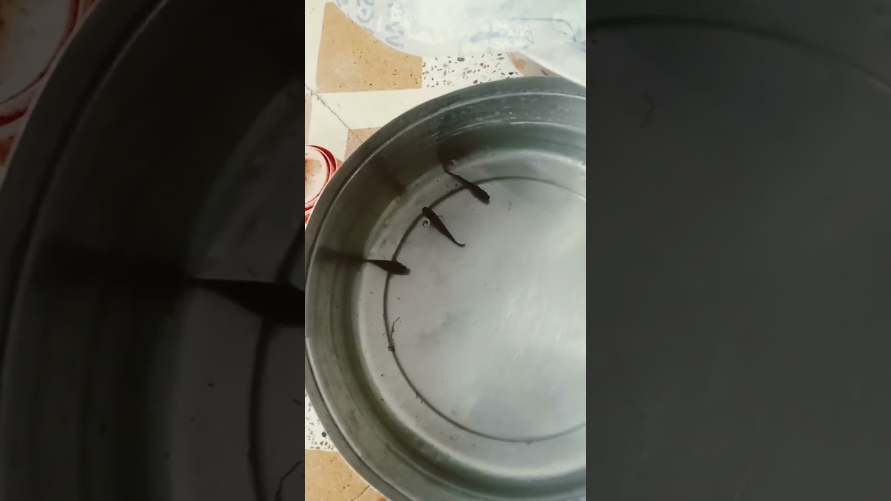 3 black mollies do subscribe #trending#viral#short#petsvlog#fish#fishvlog#fishshorts#mollyfish#edits
