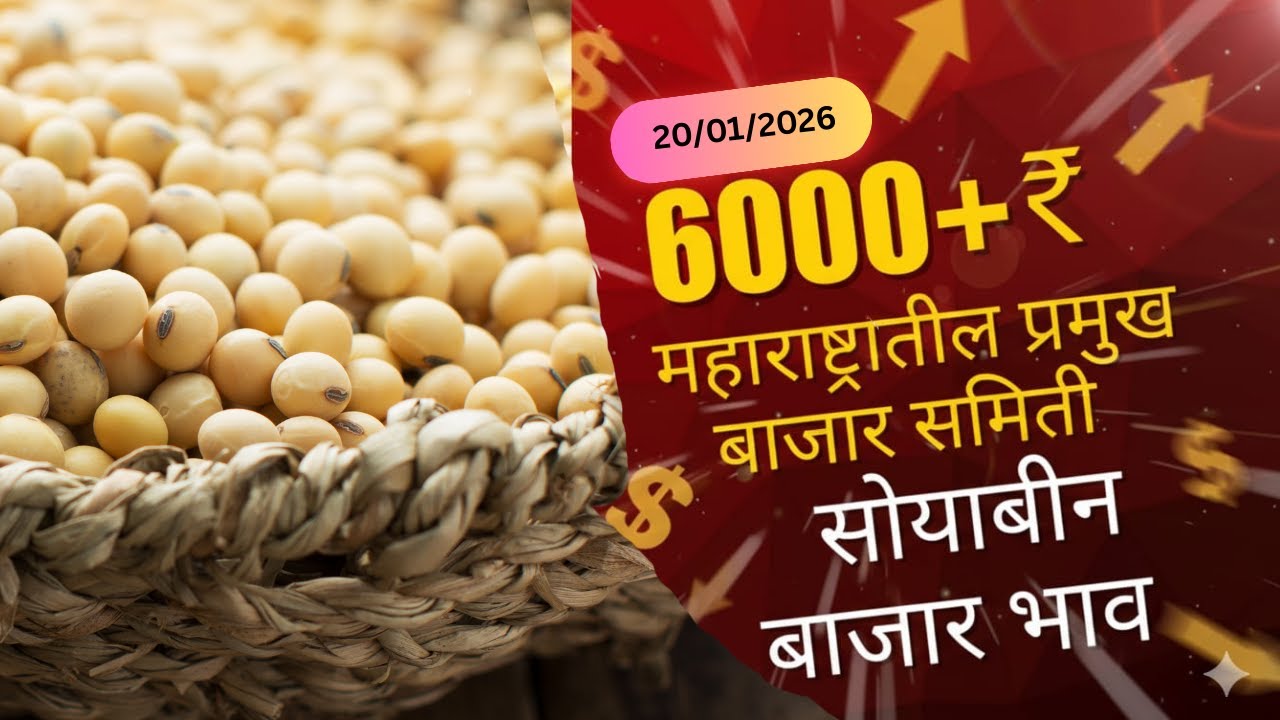 आजचे सोयाबीन बाजार भाव | Soyabean Bhav Today | Aajche Bazaar Bhav