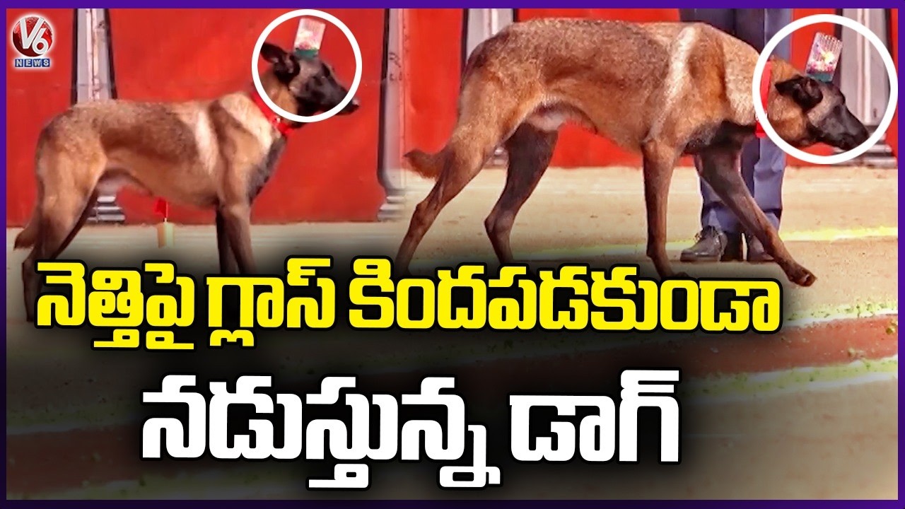 Dog Walk Without Falling Off Glass From Head | Police Dogs Passing Out Parade | V6 News