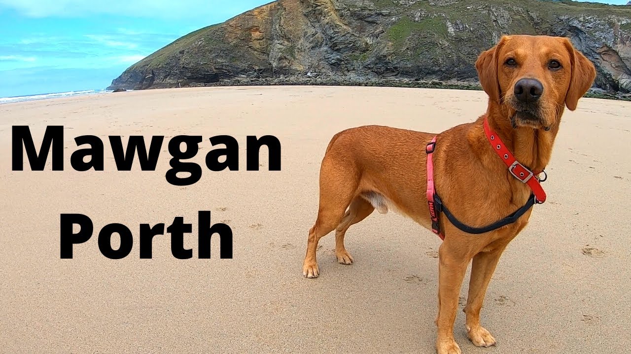 Dog Friendly Campsite Cornwall - MAWGAN PORTH - Sun Haven Valley Campsite