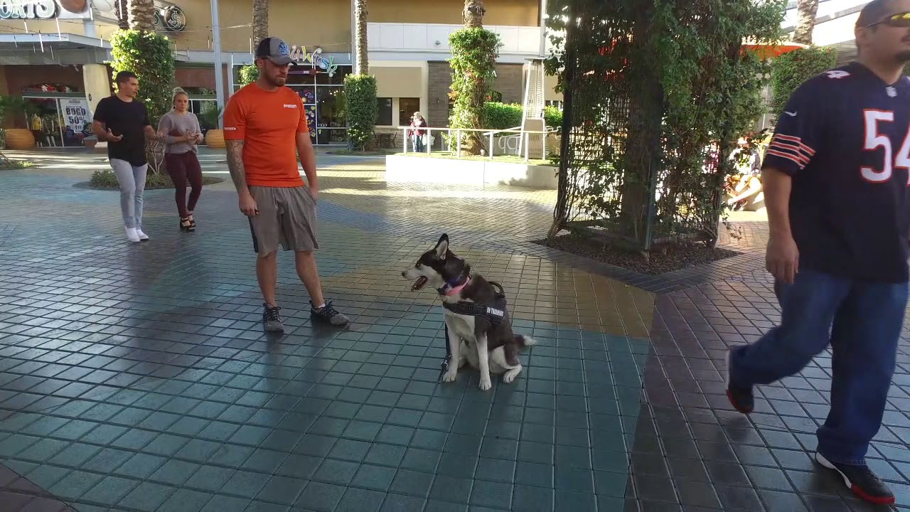 Sophia 2 yo Husky Best Arizona Dog Trainers
