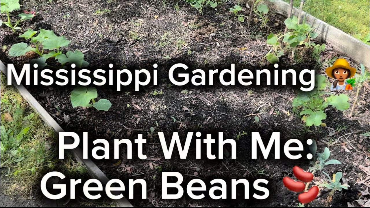 SNAP Into SPRING! EASY Green Beans Plant With Me Guide