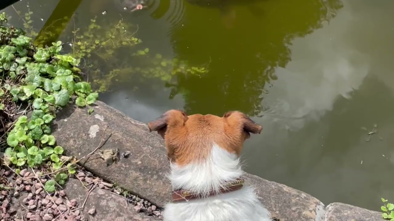 Entdeckertour durchs Schlossgut Lüll in Wachenheim/Zellertal Nr. 5 Fischbasin