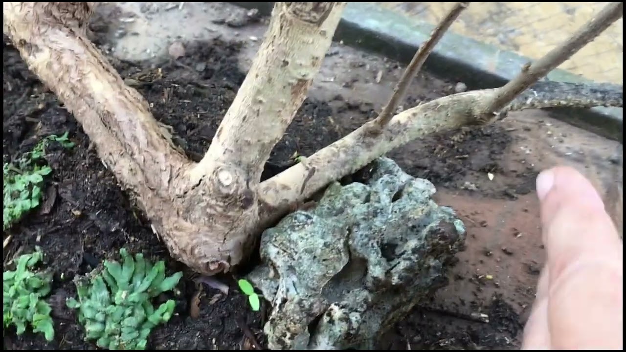 153: Bonsai Chronicles 09: Tsaang Gubat Raft Style #bonsai #raft