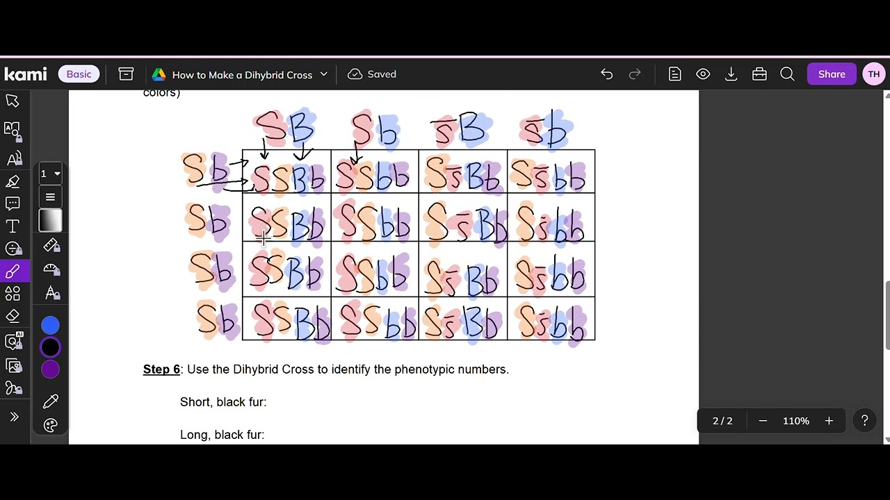 How to do a Dihybrid Cross- Step-by-step