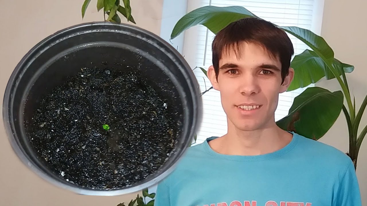 Cum sa plantezi Mandarin din seminte. Experiment / How to plant Mandarin from seed. Experiment
