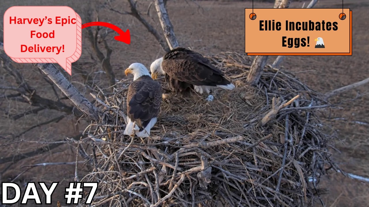 Ellie Incubates Both Eggs! Harvey Delivers Food as Eagles Begin New Chapter 🦅💖