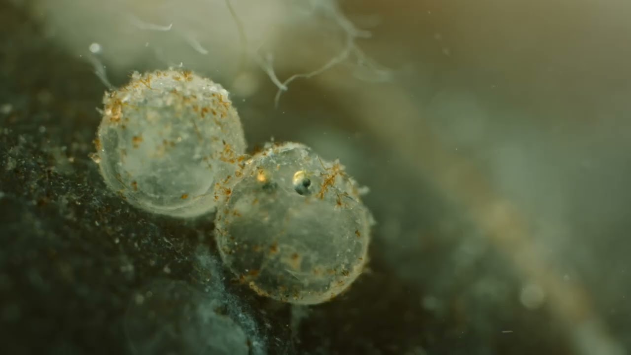 The Egg: Bursting into Life Trailer | Wildscreen Official Selection 2022