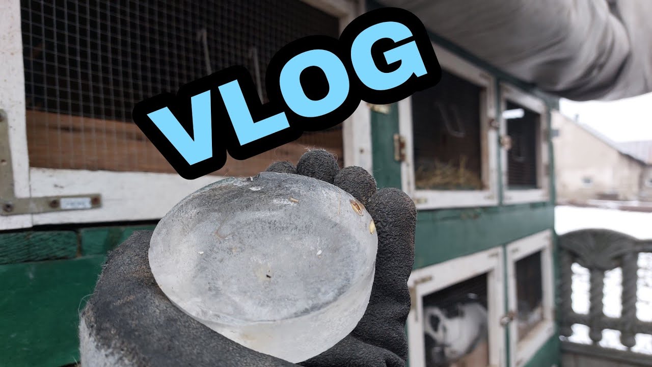 ☆Zimowy VLOG☆ - duży mróz - Hodowla Królików