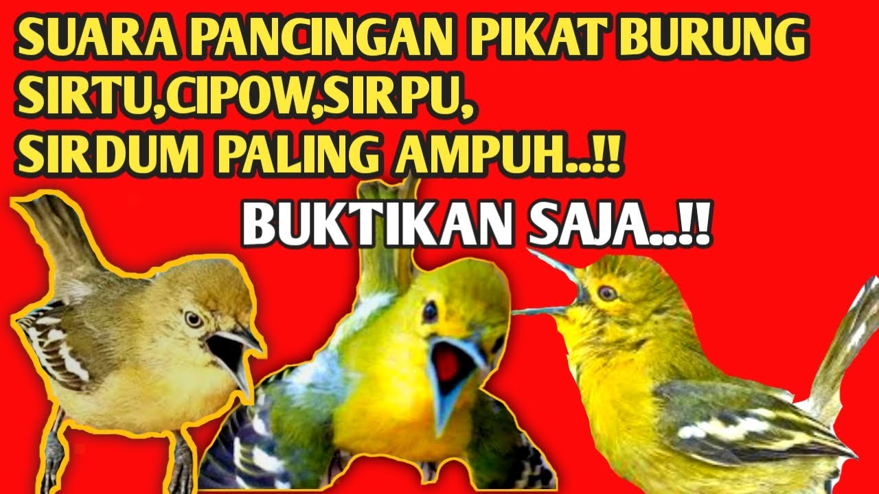 Pancingan Suara Pikat Burung Sirtu,Cipow,Sirpu / Sirdum Paling Ampuh