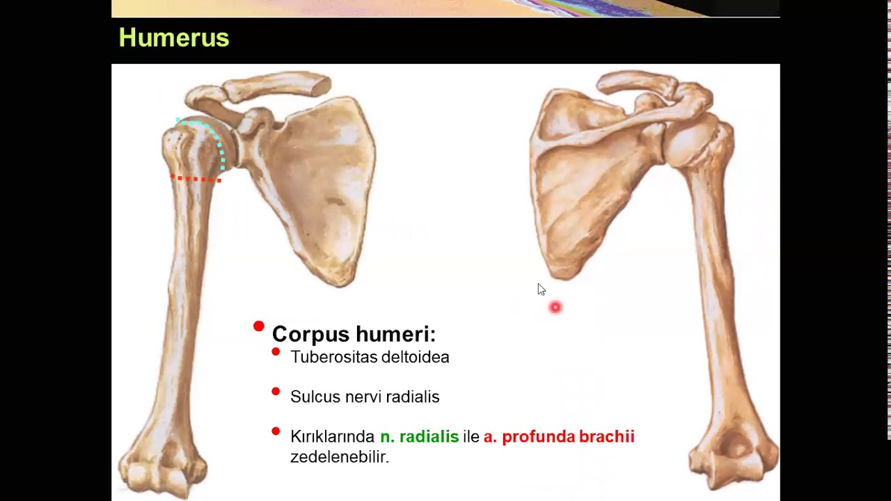 Humerus Yüksel AYDAR