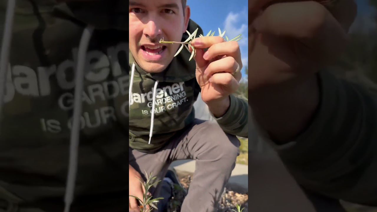 Infinite ♾️ FREE Plants! 🪴 #garden #gardentips #propagation #shorts