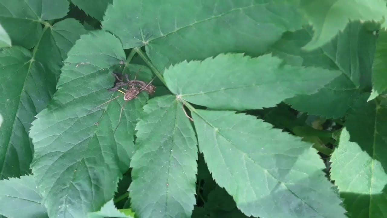 Tiere im Garten und am Bach 🕷🐜