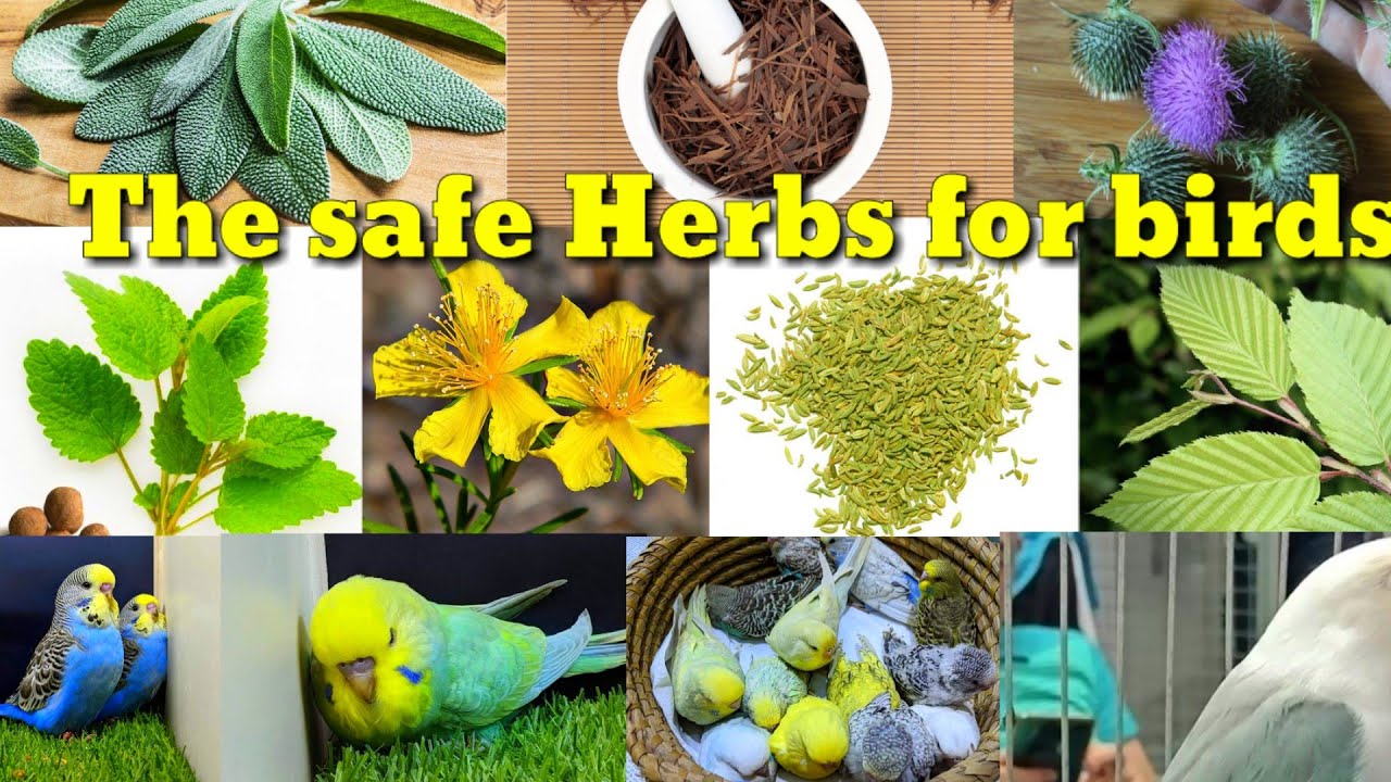 The safe Herbs for birds