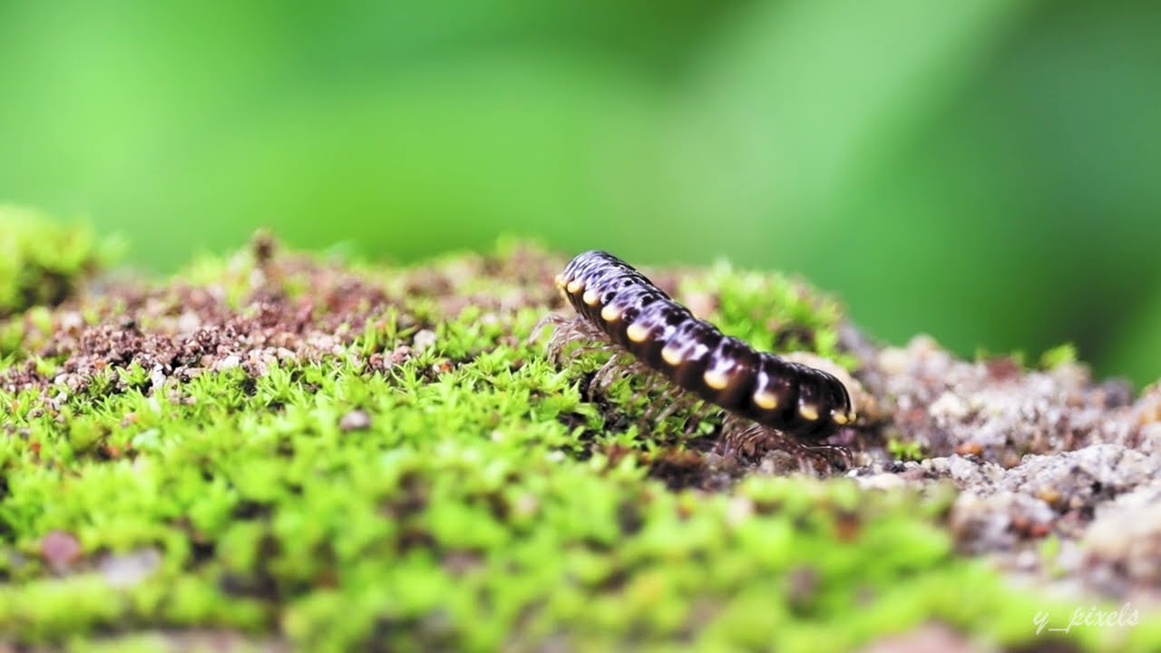 MACRO WORLD  #macro #nature #video #videos